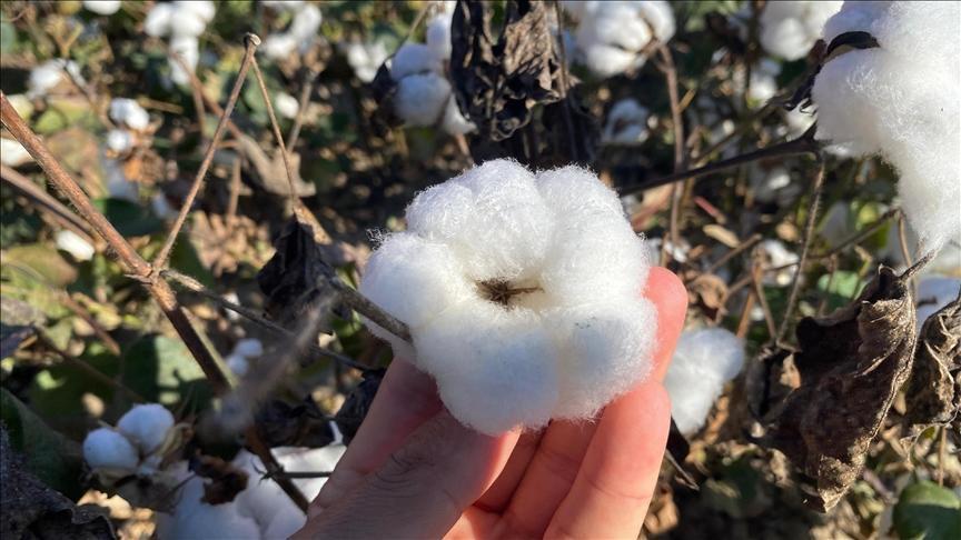 antalyanin pamugu kalitesiyle one cikiyor 4WuOcftp.jpg