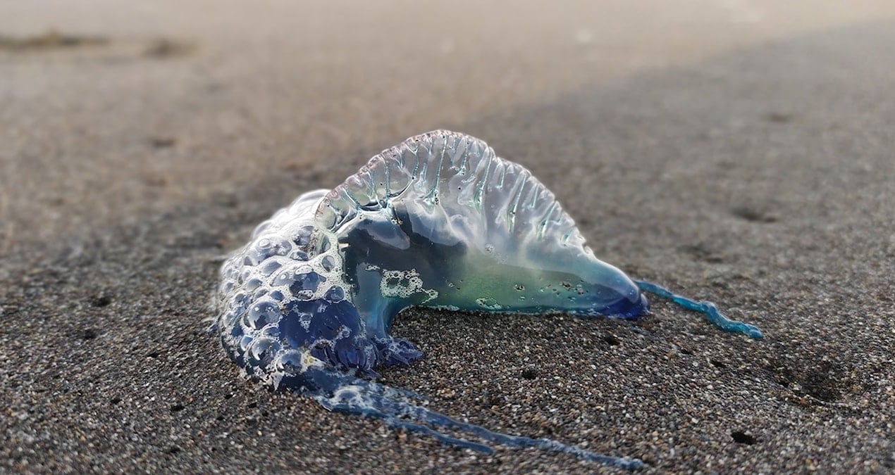 tek tek sahile vuruyorlar uzmanlar uyardi sakin dokunmayin ClWtOjFE.jpg