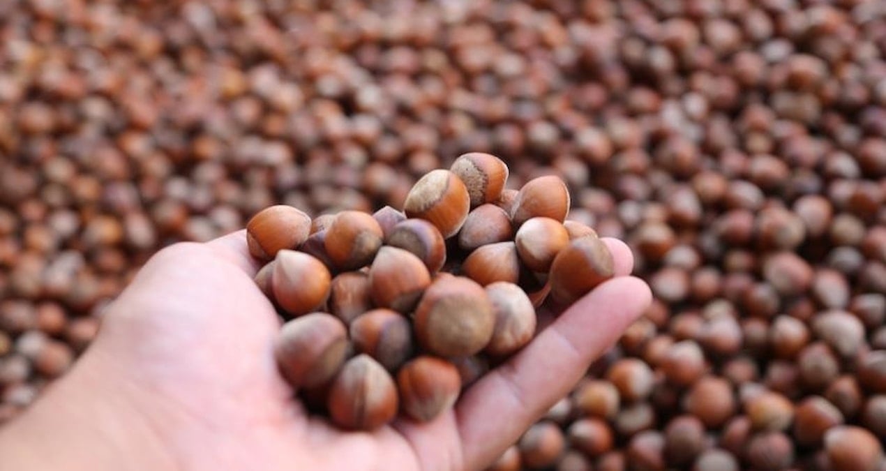 turkiye findik ihracatindan 10 ayda 18 milyar dolarlik gelir x4zeEDA9.jpg