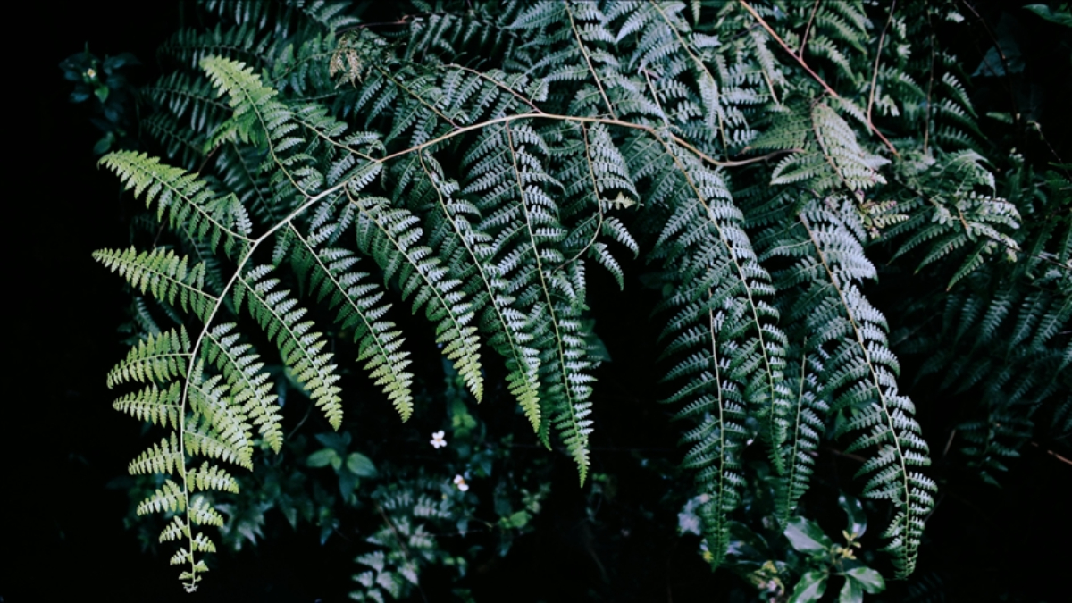Antalya’da süs bitkileri için Organize Tarım Bölgesi kurulacak