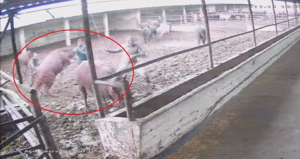 Besiciye boğa saldırdı! O anlar saniye saniye kaydedildi