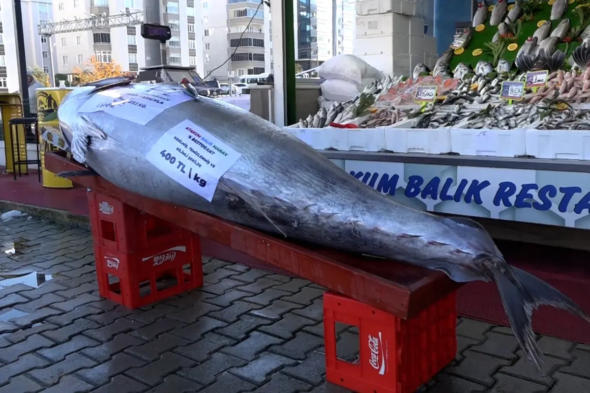 Dev Orkinos Samsun’da Satışa Çıktı