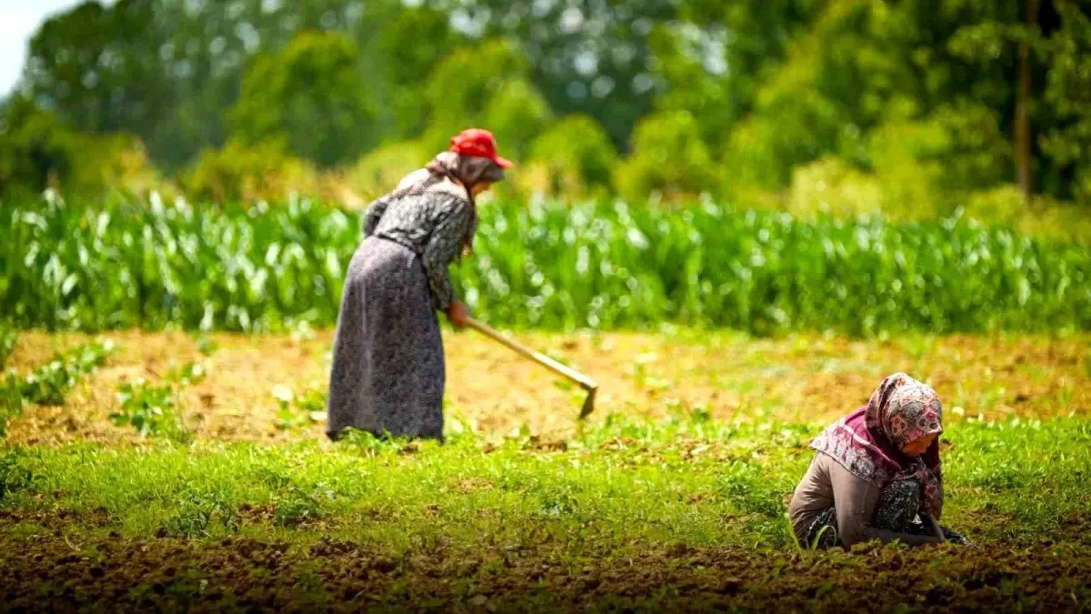 Kooperatif ve birliklere yüzde 75 hibeli tarımsal destek
