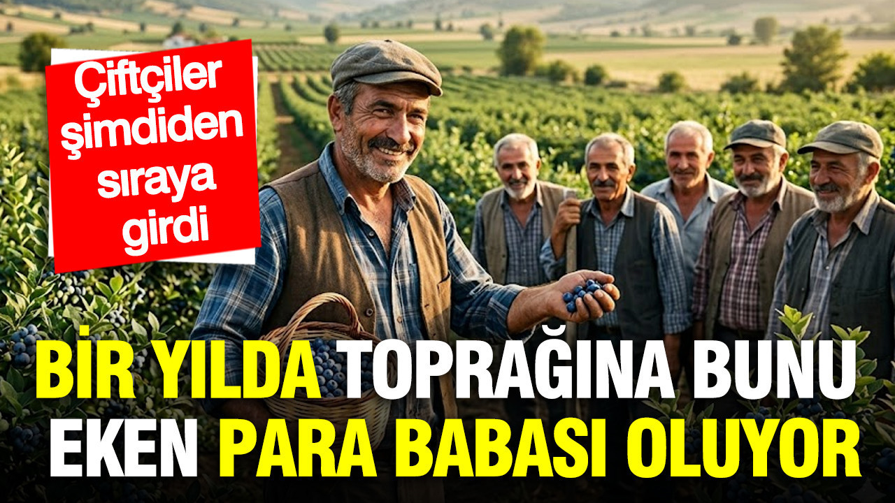 Yaban Mersini Yetiştiriciliği: Çiftçilerin Yeni Gözdesi