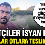 Haber gorseli